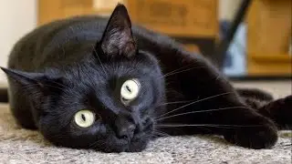— Убери! Убери это! - КОТ несколько часов держал свою хозяйку в заложниках