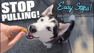 STOP Your Husky From Pulling On The Leash! (Easy Steps To A Smooth Walk)