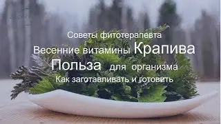 Крапива - лечебные свойства | Чем полезна крапива, как собирать, как готовить