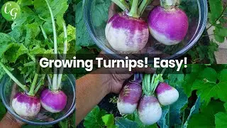 How To Grow Turnips  - Growing Turnip in Raised Beds & Containers