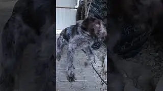 Команда взять #shorts #дратхаар #dog