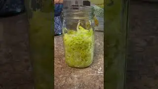 Homemade Sauerkraut | Homemade Sauerkraut Recipe | Homestead Living