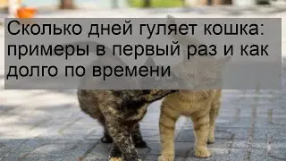 Сколько дней гуляет кошка: примеры в первый раз и как долго по времени