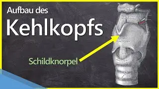 Wie ist der Kehlkopf (Larynx) aufgebaut?