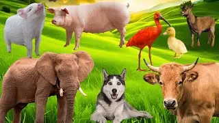 Animal Sound Effects: Tiger, Monkey, Dog, Cat, Cow, Goat, Elephant, and More! p130