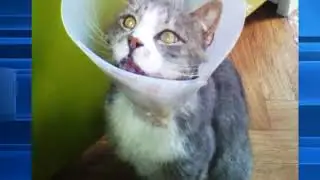 В Курске 11-летний ребенок с особой жестокостью издевался над бездомным котом