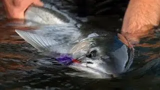 WINTER RUN by Todd Moen - Pacific Northwest Winter Steelhead Fly Fishing