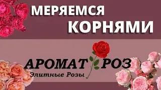 САЖЕНЦЫ РОЗ, О КОТОРЫХ МЕЧТАЕТ КАЖДЫЙ РОЗОВОД!