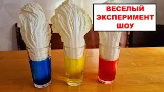 Проводим ЭКСПЕРИМЕНТ ШОУ как растение пьет воду. Опыты с едой и водой для детей от Федюкович Кати.