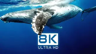 OCEAN LIFE: 8K Ultra HD Documentary | Cine Animals