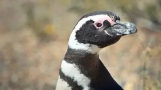 Магелланские пингвины в Южной Америке - Попробуй! ЮА