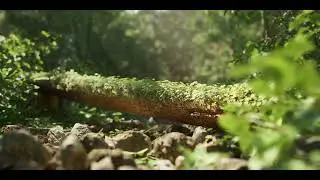 Forest Path - Unreal Engine 5 Cinematic