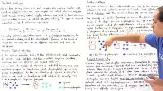 Allosteric Regulation of Enzymes