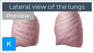 Lateral Views of the Lungs (preview) - Human Anatomy | Kenhub