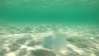 Море так и манит Поплаваем с Медузами и Рыбками пляж Атмосфера Межводное