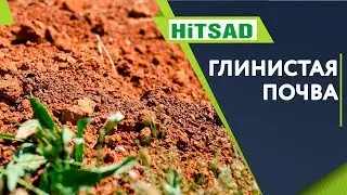 Глинистая Почва Что делать? 🌱 Улучшить Почву 🌱 Советы садоводам от Хитсад ТВ