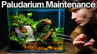 How To Maintain a Nano Paludarium - 5 Essential Steps