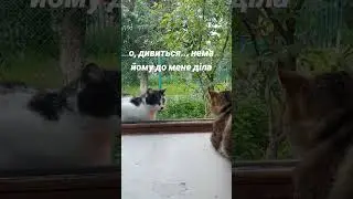 #youtube #cat #ukraine #catlover #влог #cute #кіт #чемнийкіт #funny