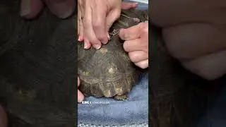 A Turtle's Fight for Survival