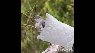 Кукушка подушка