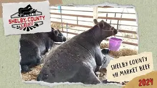2024 Shelby County Fair - 4H Market Beef