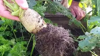 Ernte und Herbstpflanzung im Hochbeet.