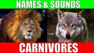 CARNIVOROUS ANIMALS Names and Sounds | Learn Carnivore Animals