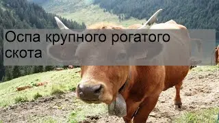 Оспа крупного рогатого скота