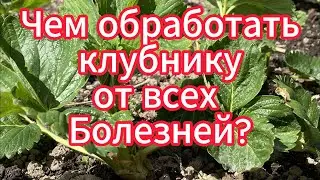 Очень простая обработка клубники от всех болезней?