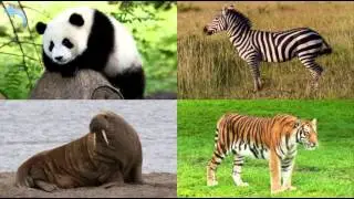 Учим животных мира. Развивающее видео для детей