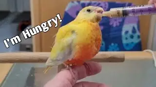 What I feed my Baby Birds and How | Hand feeding a Turquoisine Parakeet