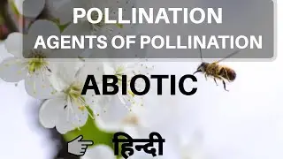 Agents of pollination | abiotic | by be educated