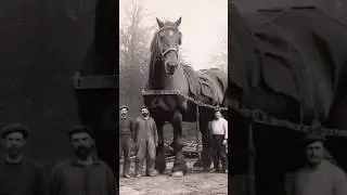 World Biggest Horse