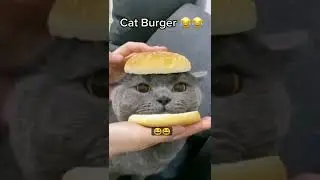 Cat Burger 🍔 🐱