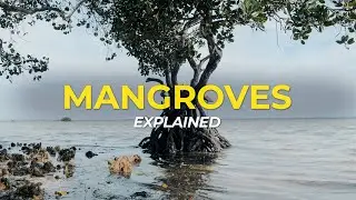What are Mangrove Trees? | Eco Facts | One Tree Planted
