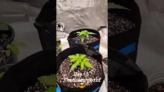 Day 15 Vegetative Stage 