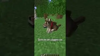 Minecraft'ın EN Nadir Kurt Çeşidi Ne?! ⛏💎