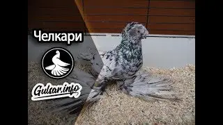 ДВУХЧУБЫЕ ЧЕЛКАРИ / МРАМОРНЫЕ  ГОЛУБИ / PIGEONS / TAUBE 