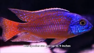 A Must Have African Cichlid - Protomelas taeniolatus 