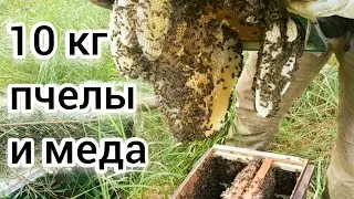 КРУПНЫЙ РОЙ И ТАЗИК МЕДА 🍯. ПОЙМАЛ 15 РОЕВ. BEEKEEPING. пчеловодство. ловля роев. ловушка для пчел.