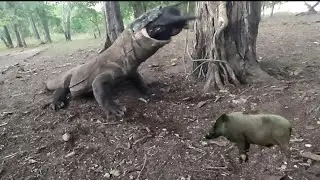 Brutal Hunt| Komodo Dragon Swallow Wild Boar