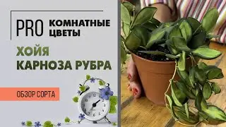 Хойя Карноза Рубра. Обзор сорта. Неприхотливое комнатное растение.