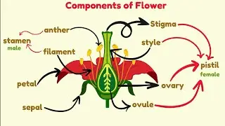 Flower | Components of Flower | Learning Video