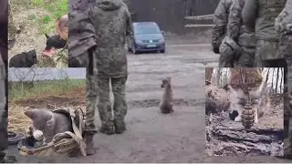 💖🥰 Бойові друзі ЗСУ 🦉🦝😻👍 Military friends of the Ukrainian Armed Forces