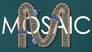 Fluid mosaic model of the cell membrane