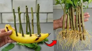 🍌Banana Power for Propagate Lemon Tree from Cuttings⚡