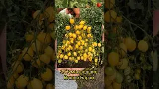 Топ 10 самых вкусных томатов Черри 🍅🍒 