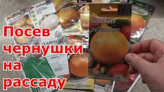 Репчатый лук из семян за одно лето. Посев лука чернушки на рассаду. Сорта лука: Эксибишен и другие