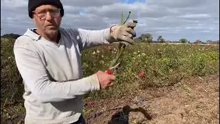 2020 digging season at Wagner's Rose Nursery - a sneak-peek