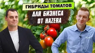 Как правильно подобрать гибрид томата? Лучшие ГИБРИДЫ ТОМАТОВ ДЛЯ БИЗНЕСА от компании HAZERA